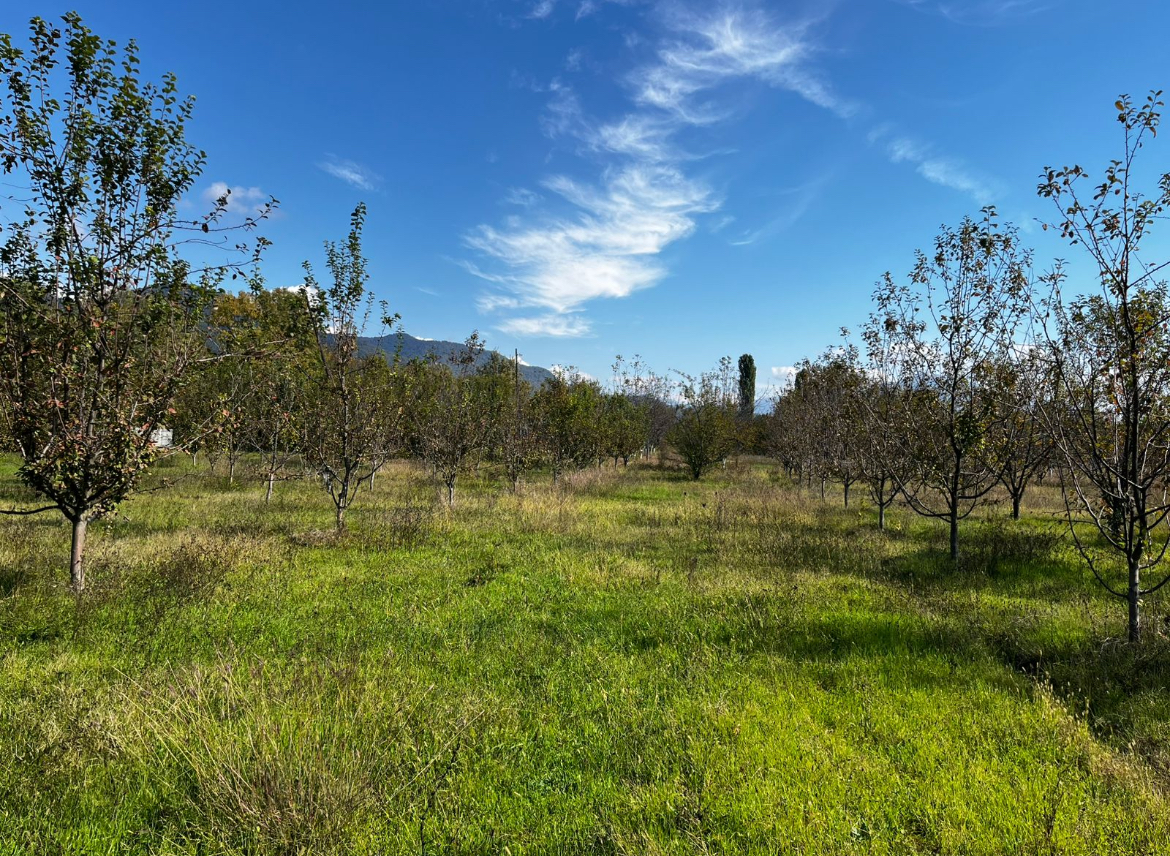 🏞️ Qəbələdə 83 sot torpaq sahəsi satılır — Bunud kəndi